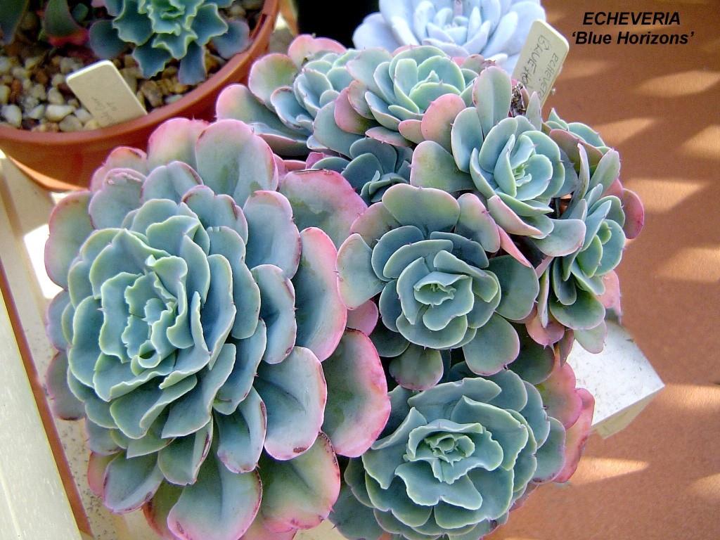 蓝色地平线 Echeveria 'Blue Horizon'