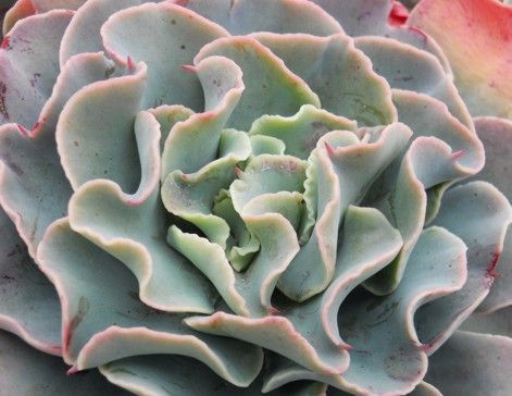 蓝色地平线 Echeveria 'Blue Horizon'