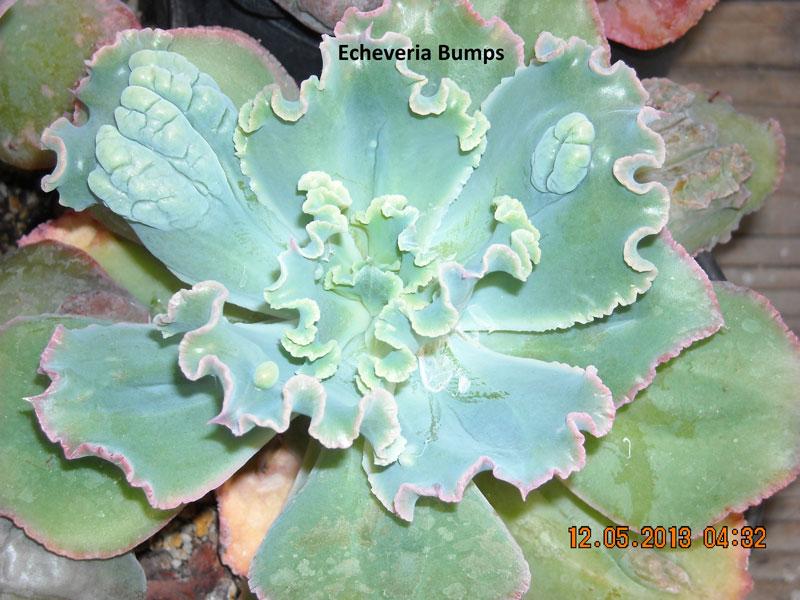 狂澜 Echeveria 'Bumps' 