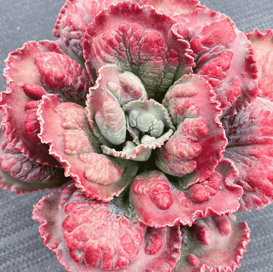 狂澜 Echeveria 'Bumps' 