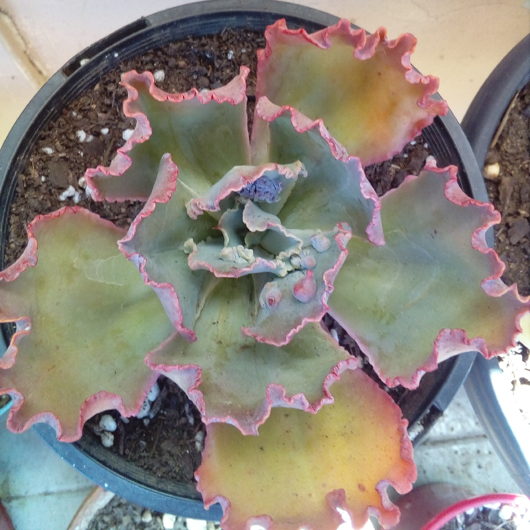 狂澜 Echeveria 'Bumps' 