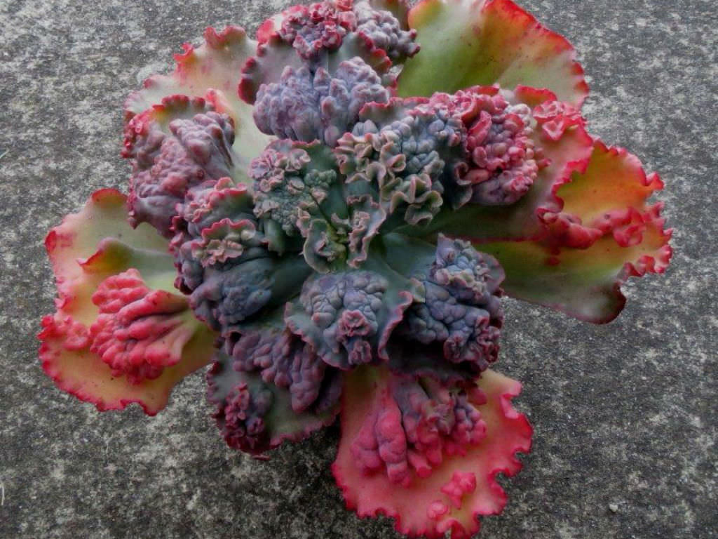 狂澜 Echeveria 'Bumps' 