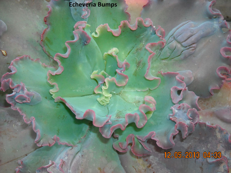 狂澜 Echeveria 'Bumps' 