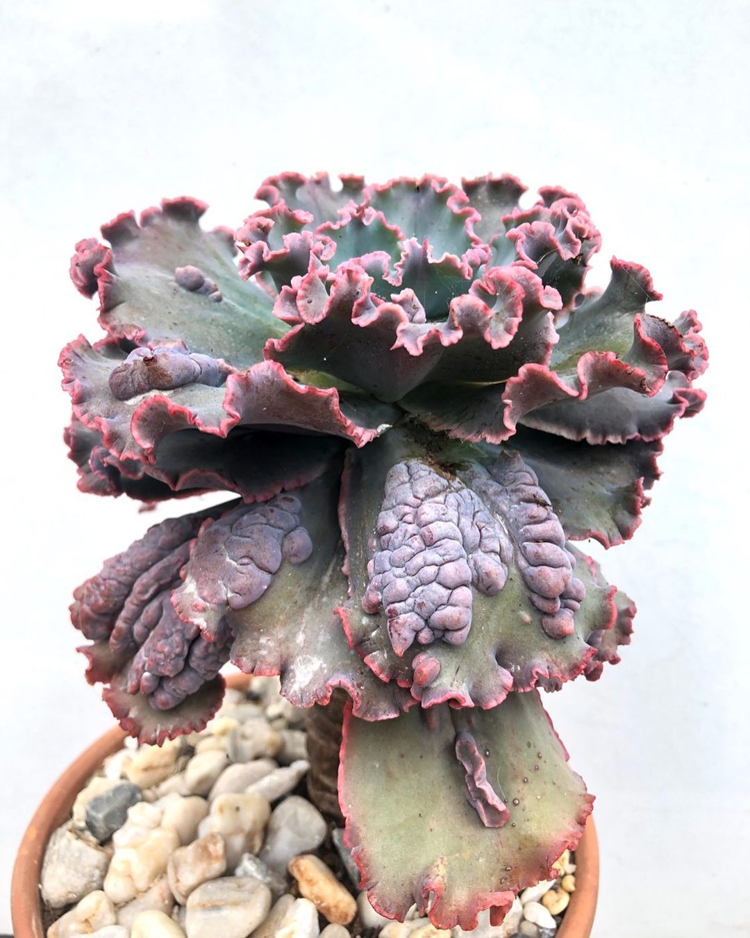 狂澜 Echeveria 'Bumps'