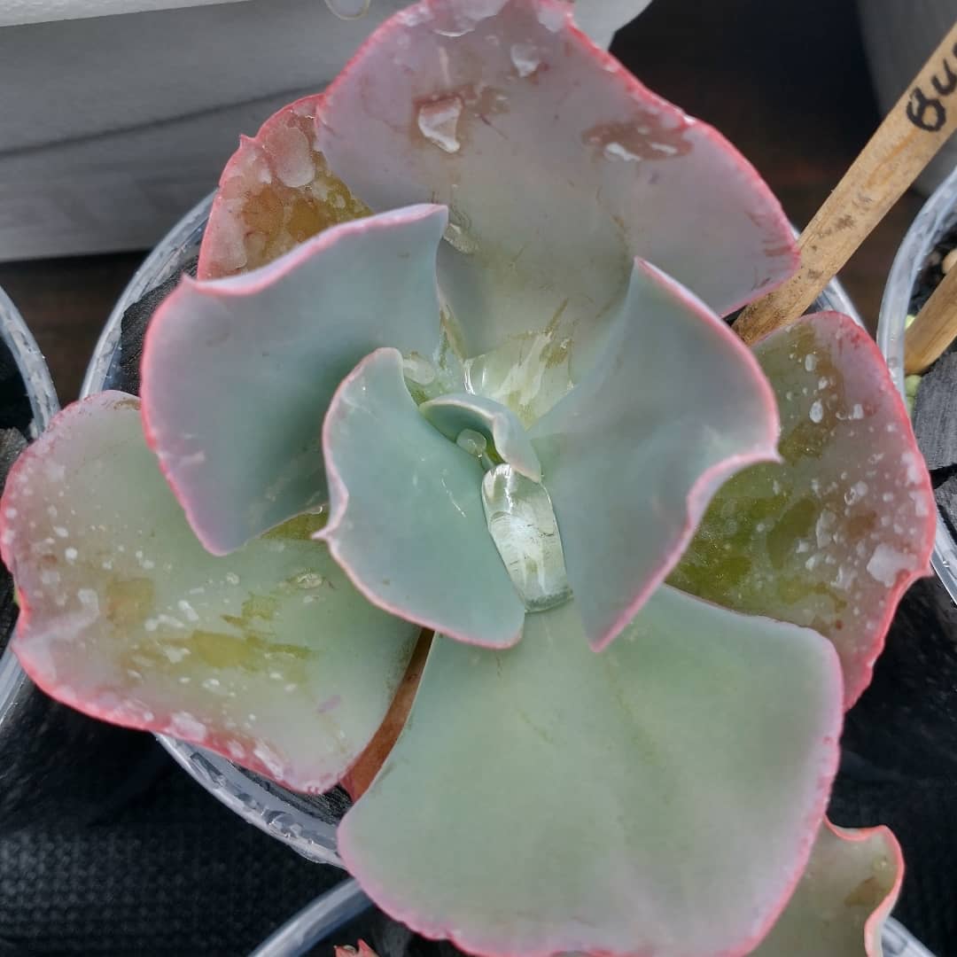 狂澜 Echeveria 'Bumps'