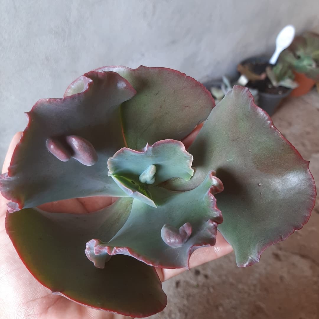 狂澜 Echeveria 'Bumps'