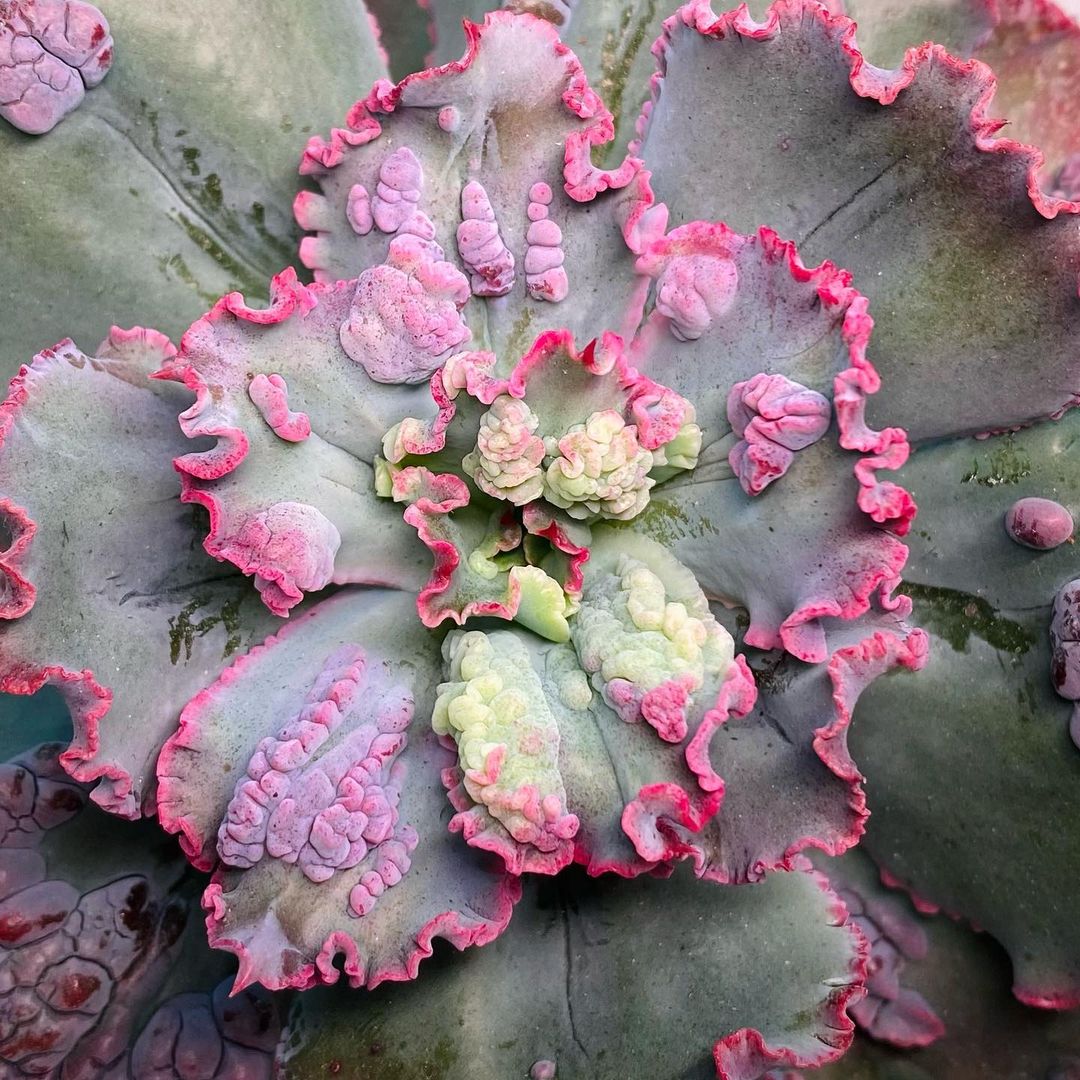 狂澜 Echeveria 'Bumps'