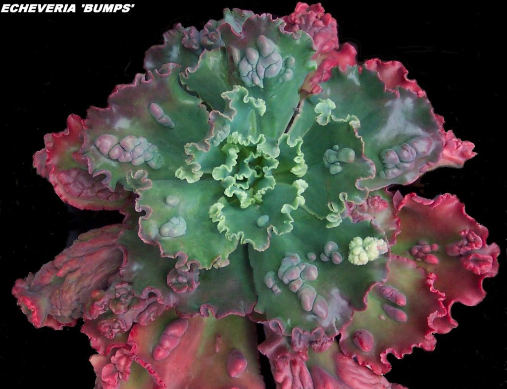 狂澜 Echeveria 'Bumps' 