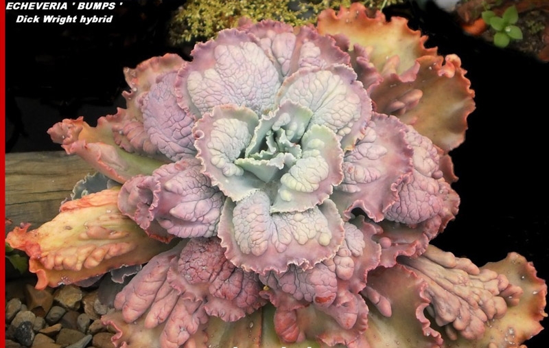 狂澜 Echeveria 'Bumps' 