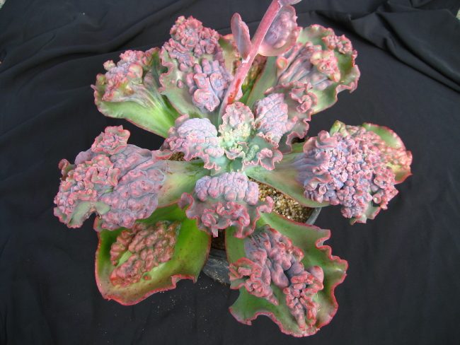 狂澜 Echeveria 'Bumps'