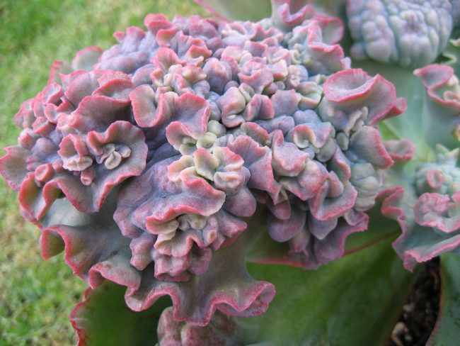狂澜 Echeveria 'Bumps' 