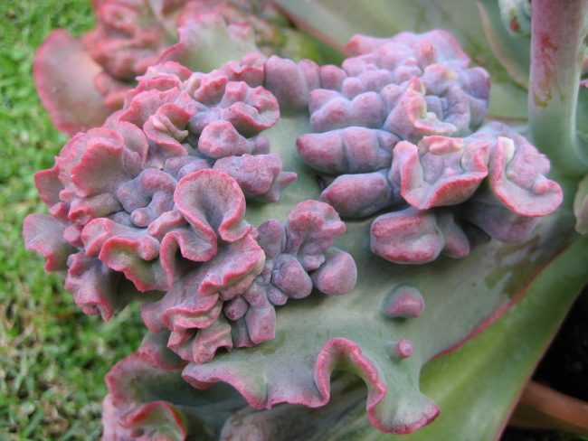 狂澜 Echeveria 'Bumps' 