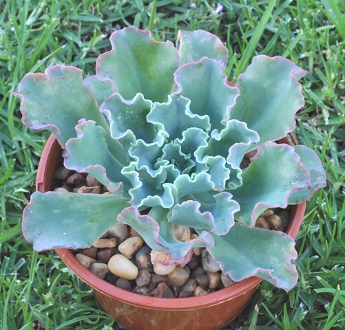 卡米索 Echeveria 'Camisole'