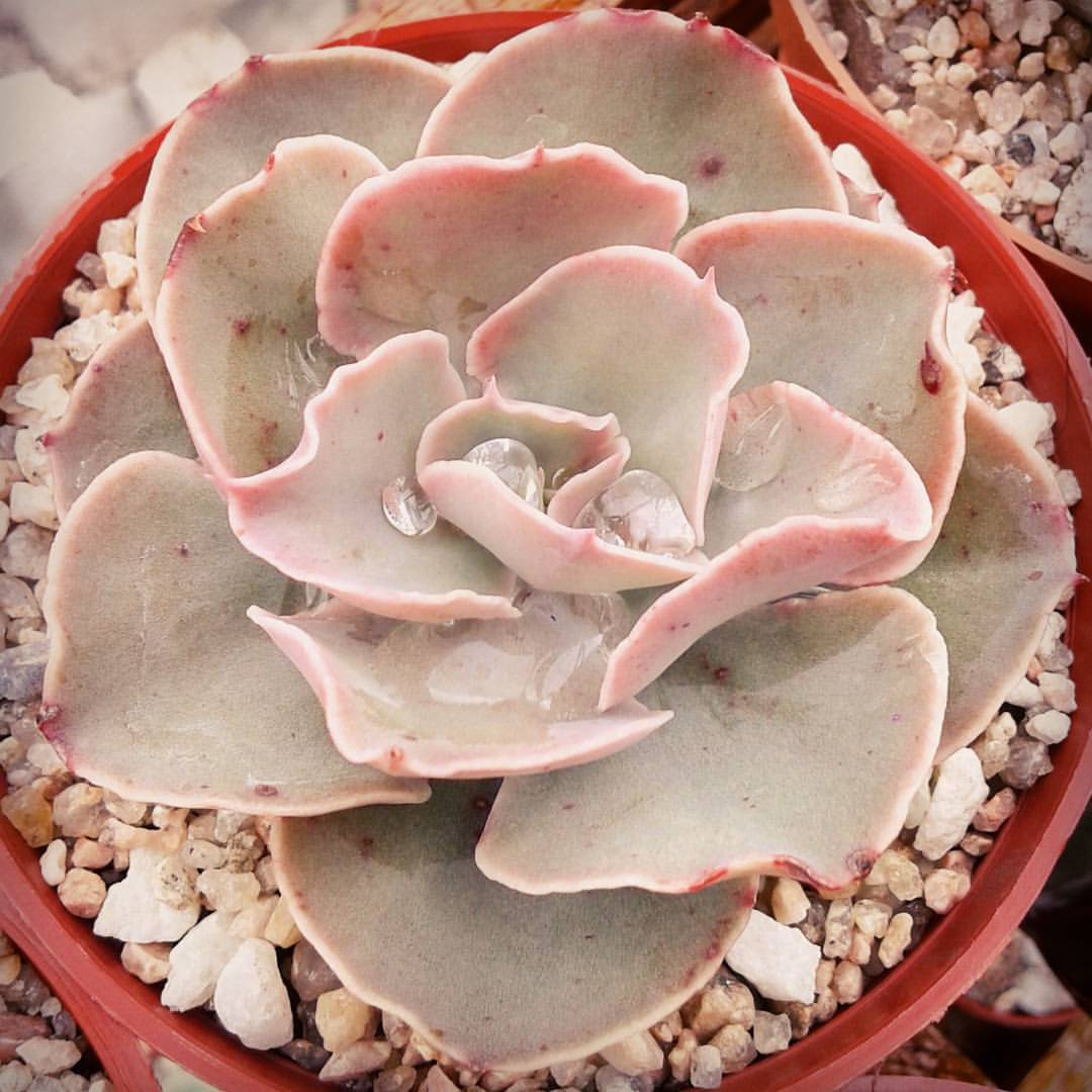卡米索 Echeveria 'Camisole'