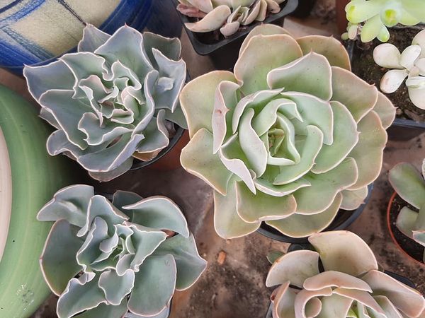 卡米索 Echeveria 'Camisole'