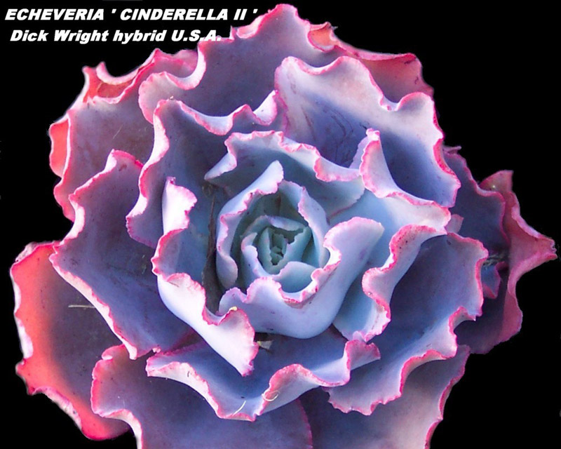 辛德瑞拉 Echeveria 'Cinderella II'