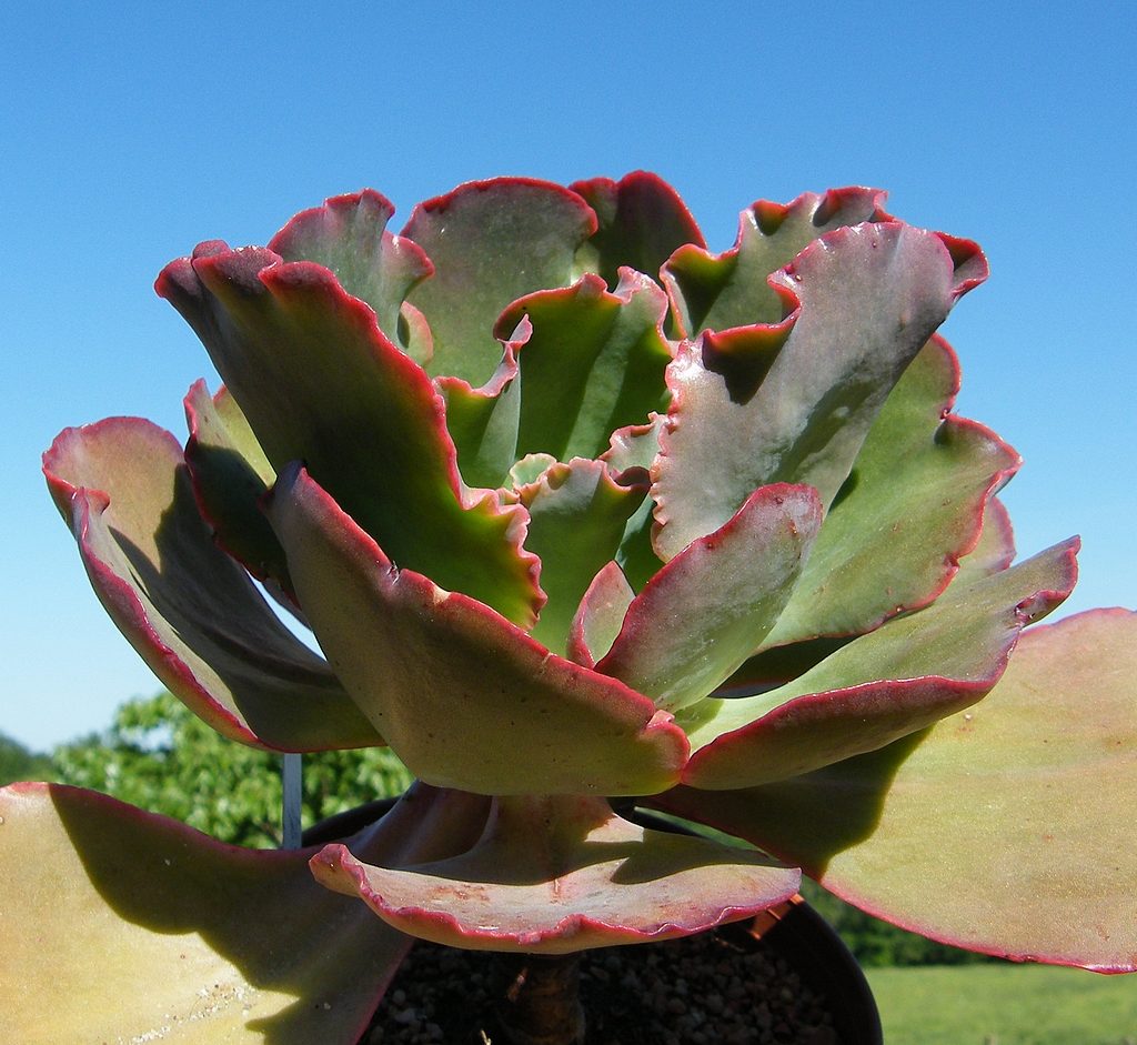 辛德瑞拉 Echeveria 'Cinderella'