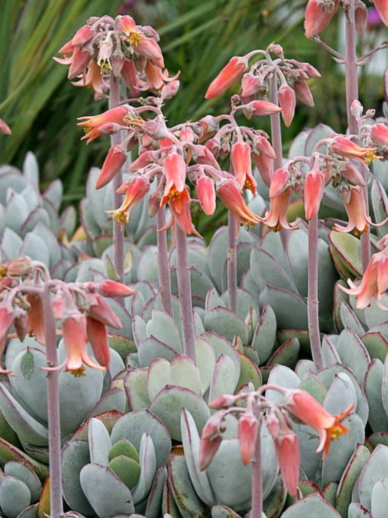 灰姑娘 Cotyledon orbiculata 'Cinderella'