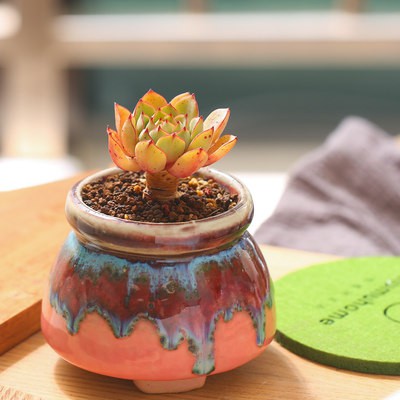 灰姑娘 Echeveria 'Cinderella'