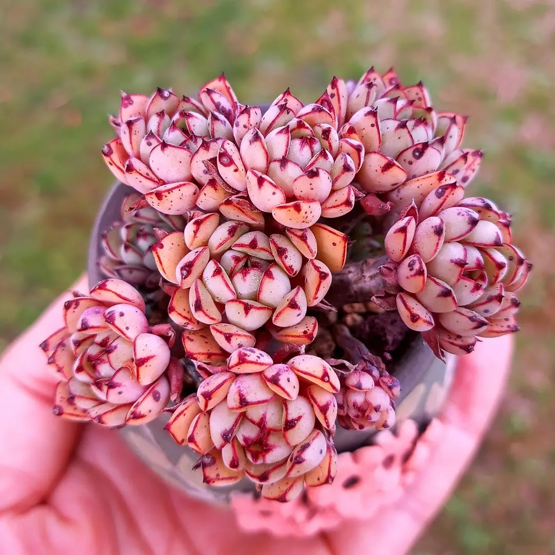 灰姑娘 Echeveria 'Cinderella'