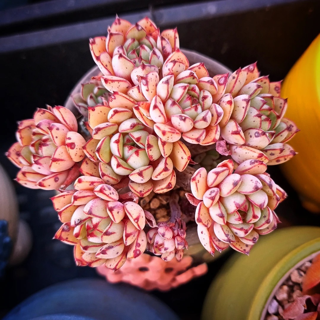 灰姑娘 Echeveria 'Cinderella'