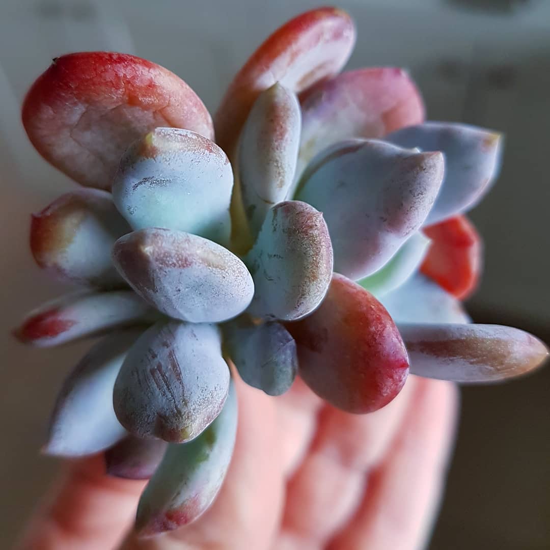 灰姑娘 Pachyphytum Oviferum 'Cinderella'