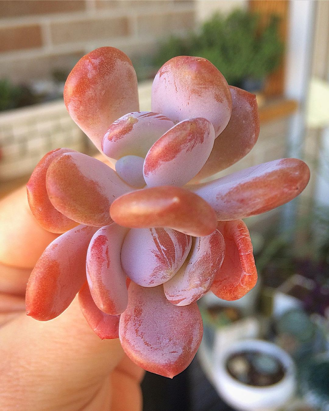 灰姑娘 Pachyphytum Oviferum 'Cinderella'