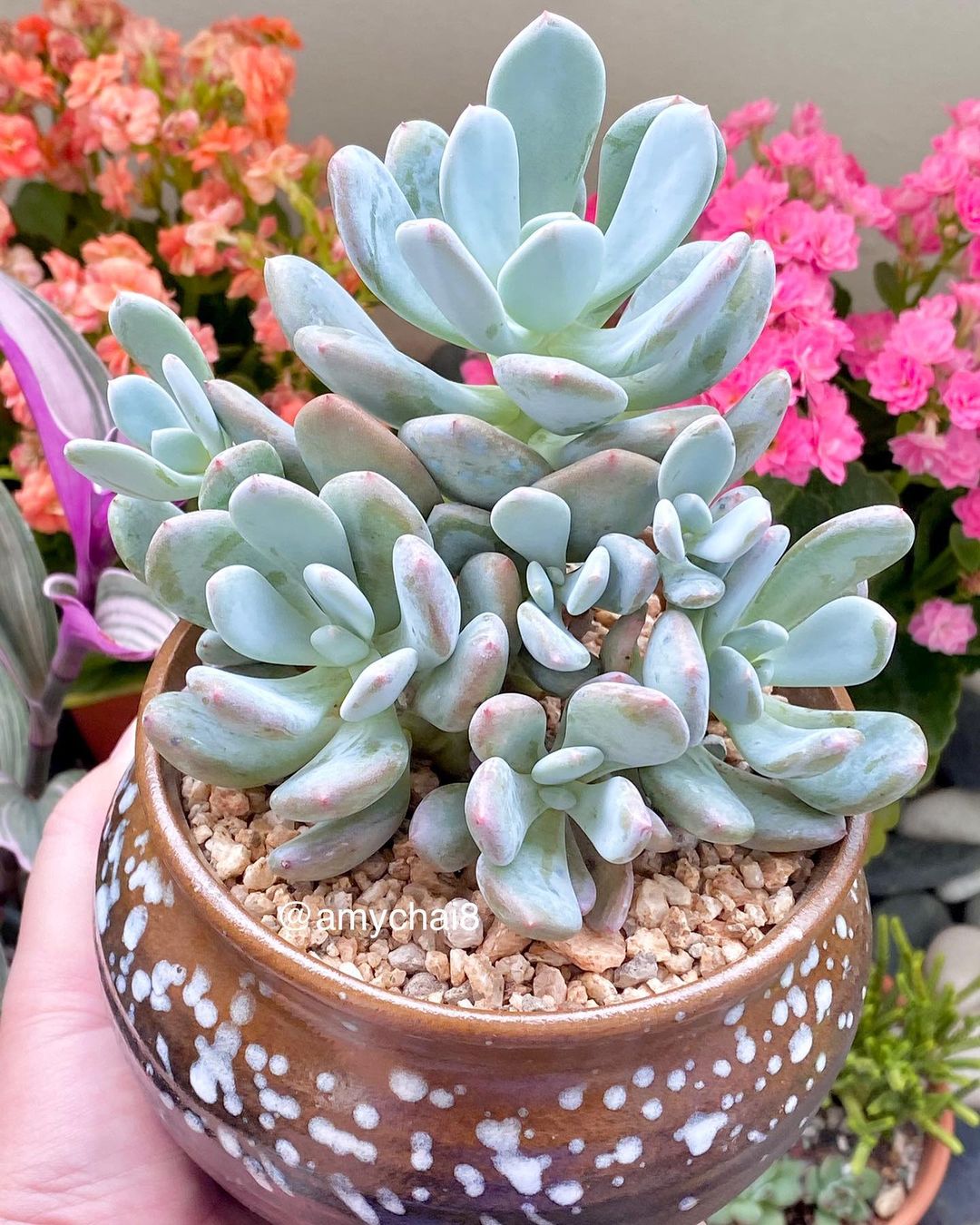 灰姑娘 Pachyphytum Oviferum 'Cinderella'