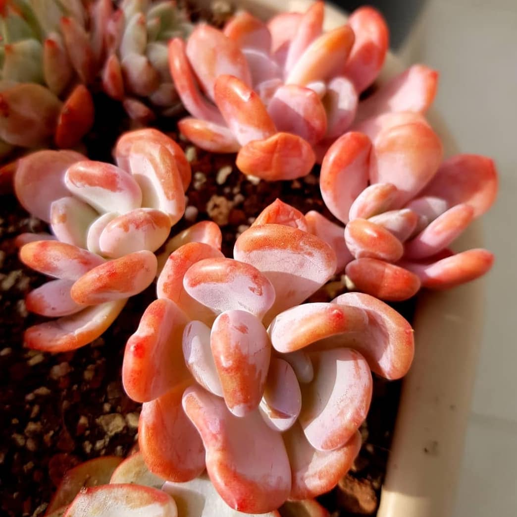 灰姑娘 Pachyphytum Oviferum 'Cinderella'