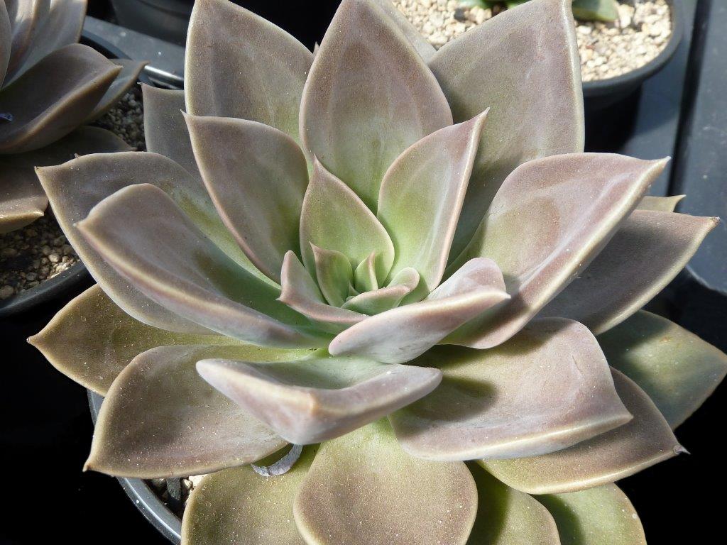 泥岩 Echeveria 'Concrete Jungle'