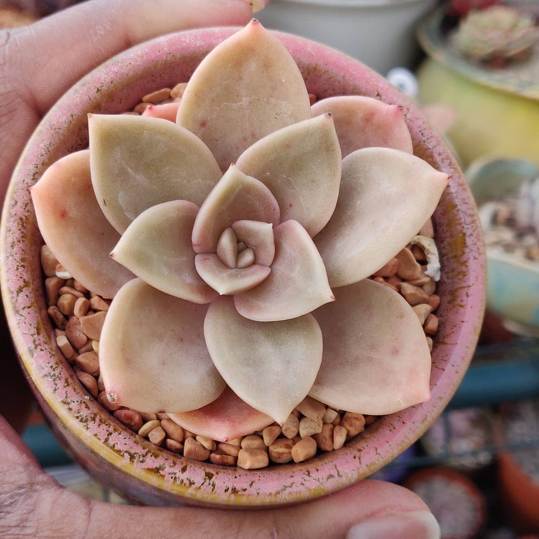 泥岩 Echeveria 'Concrete Jungle'