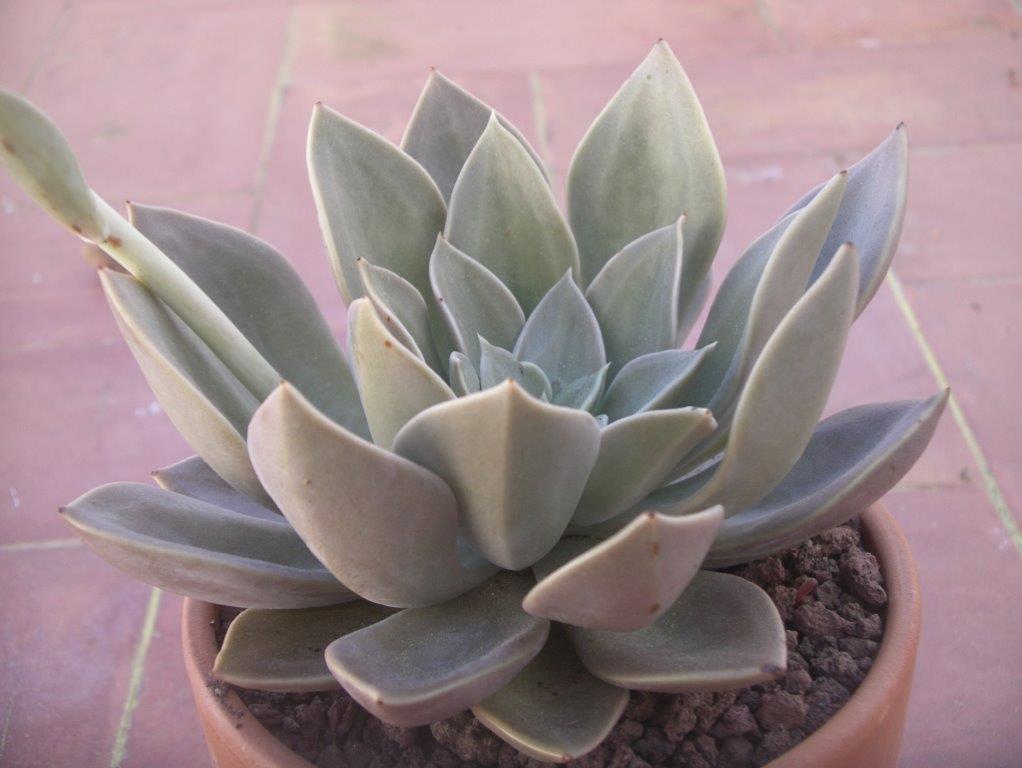 泥岩 Echeveria 'Concrete Jungle'