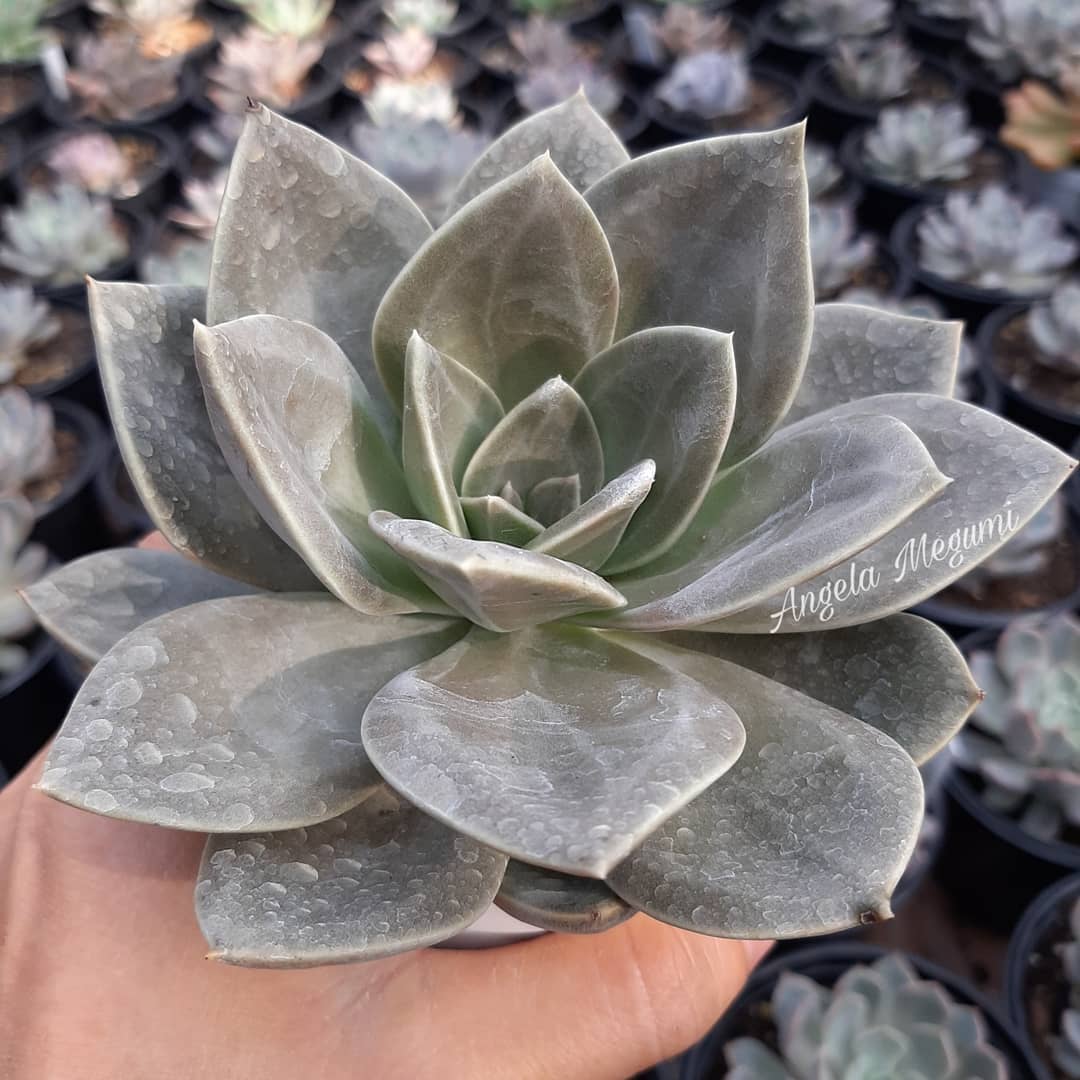 泥岩 Echeveria 'Concrete Jungle'