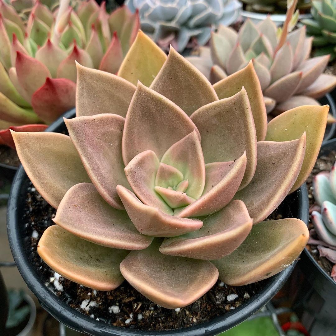 泥岩 Echeveria 'Concrete Jungle'