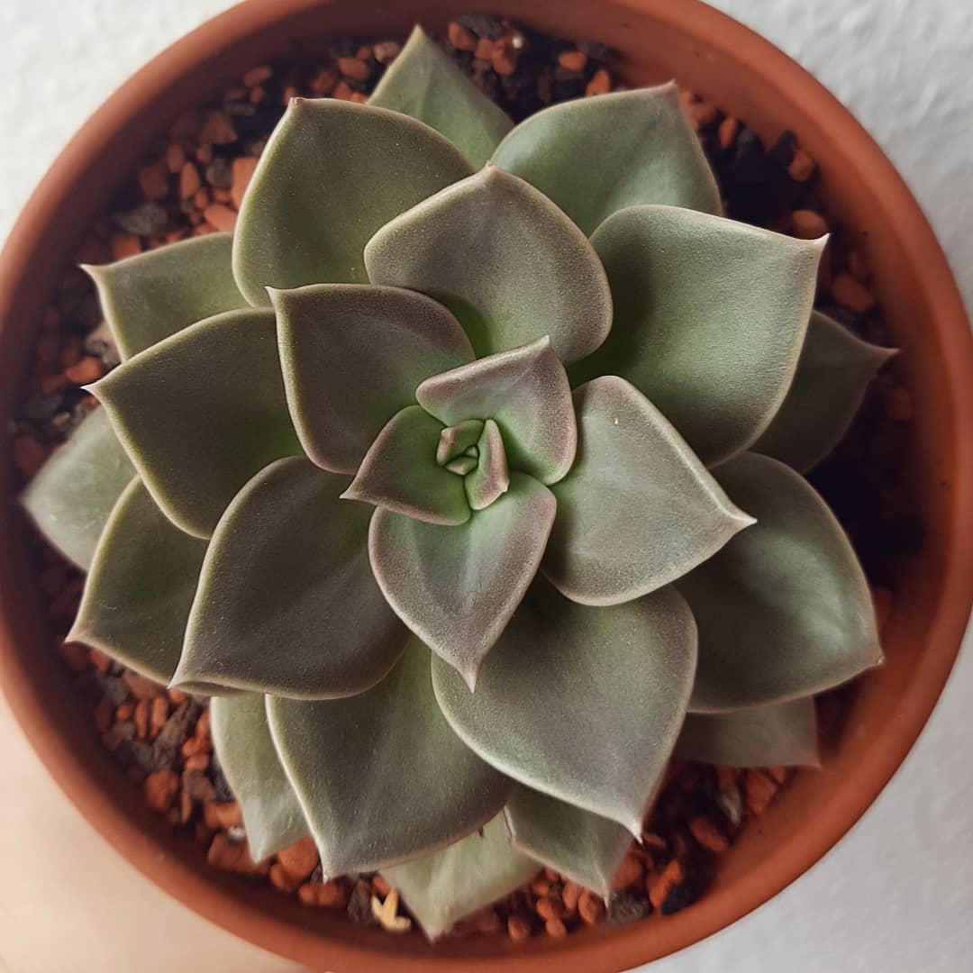 泥岩 Echeveria 'Concrete Jungle'