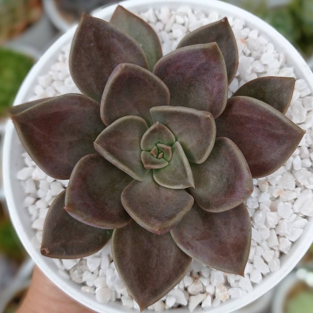 泥岩 Echeveria 'Concrete Jungle'