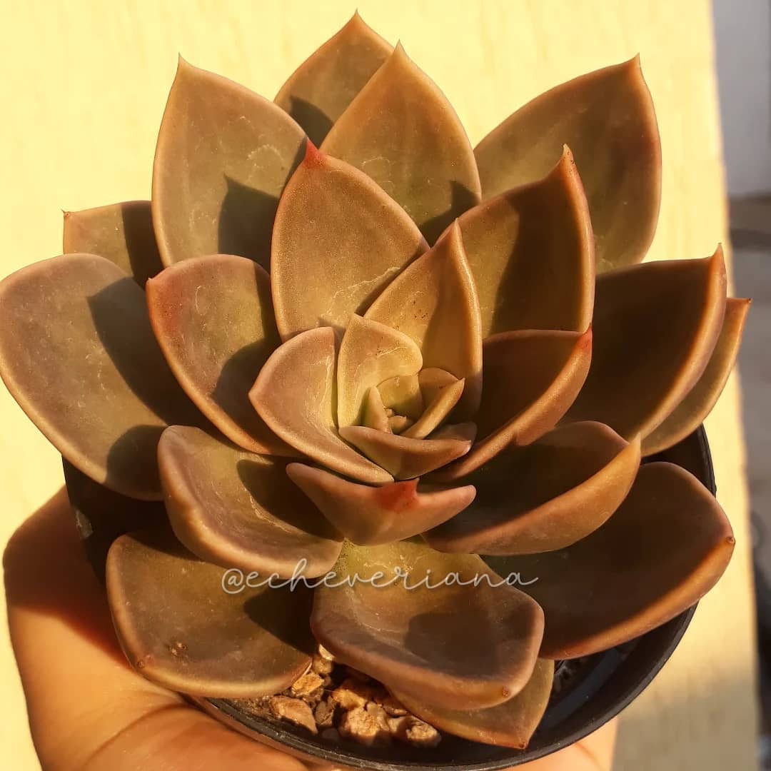 泥岩 Echeveria 'Concrete Jungle'