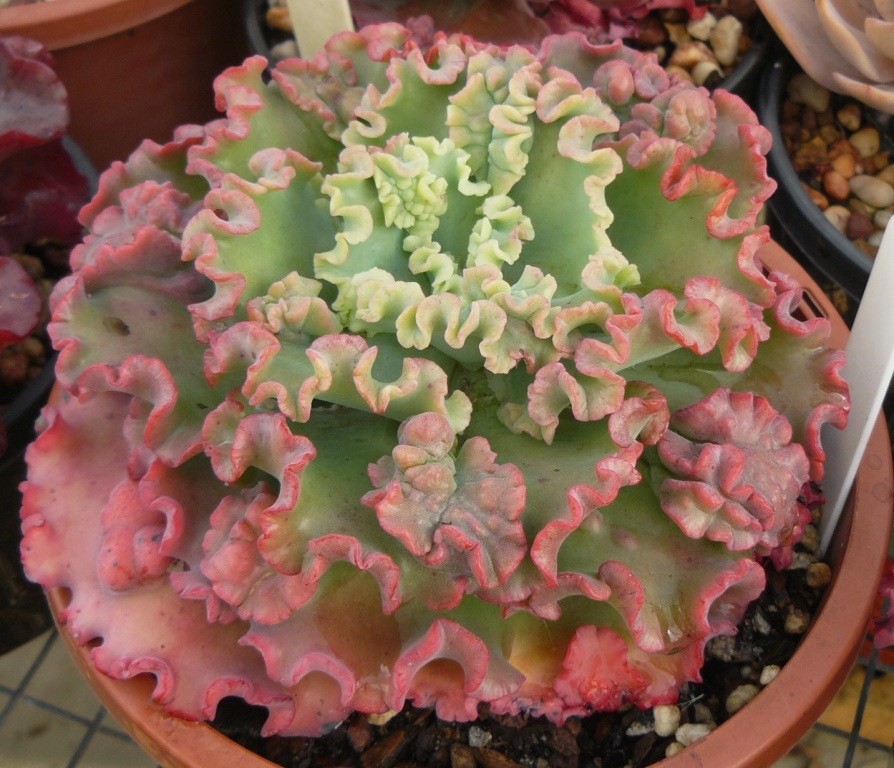 舞会红裙 Echeveria 'Dick Wright'