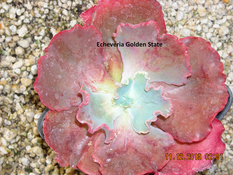 金州 Echeveria 'Golden State'