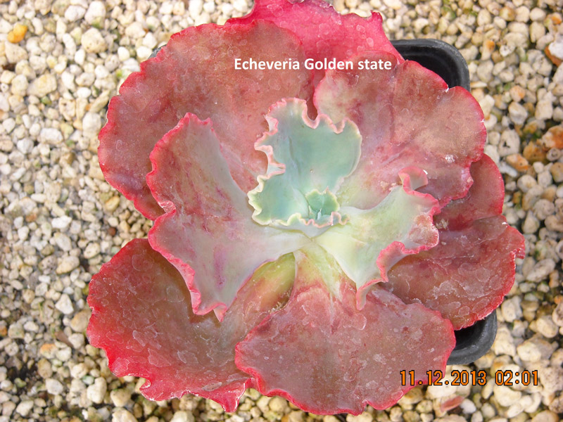 金州 Echeveria 'Golden State'