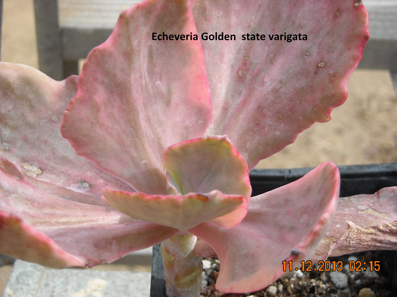 金州 Echeveria 'Golden State'