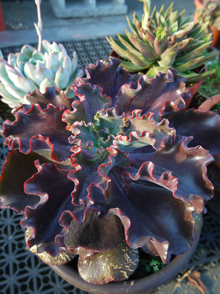 吉普赛 Echeveria 'Gypsy'