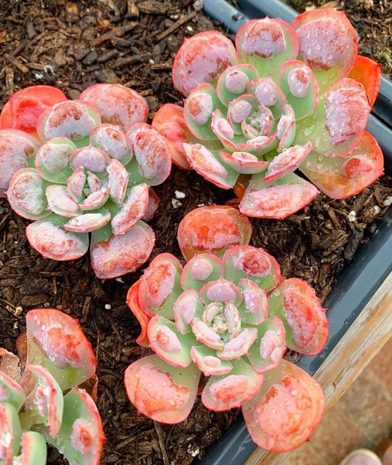 宝塔 Echeveria 'Pagoda'