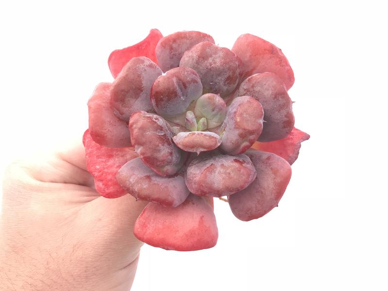 宝塔 Echeveria 'Pagoda'