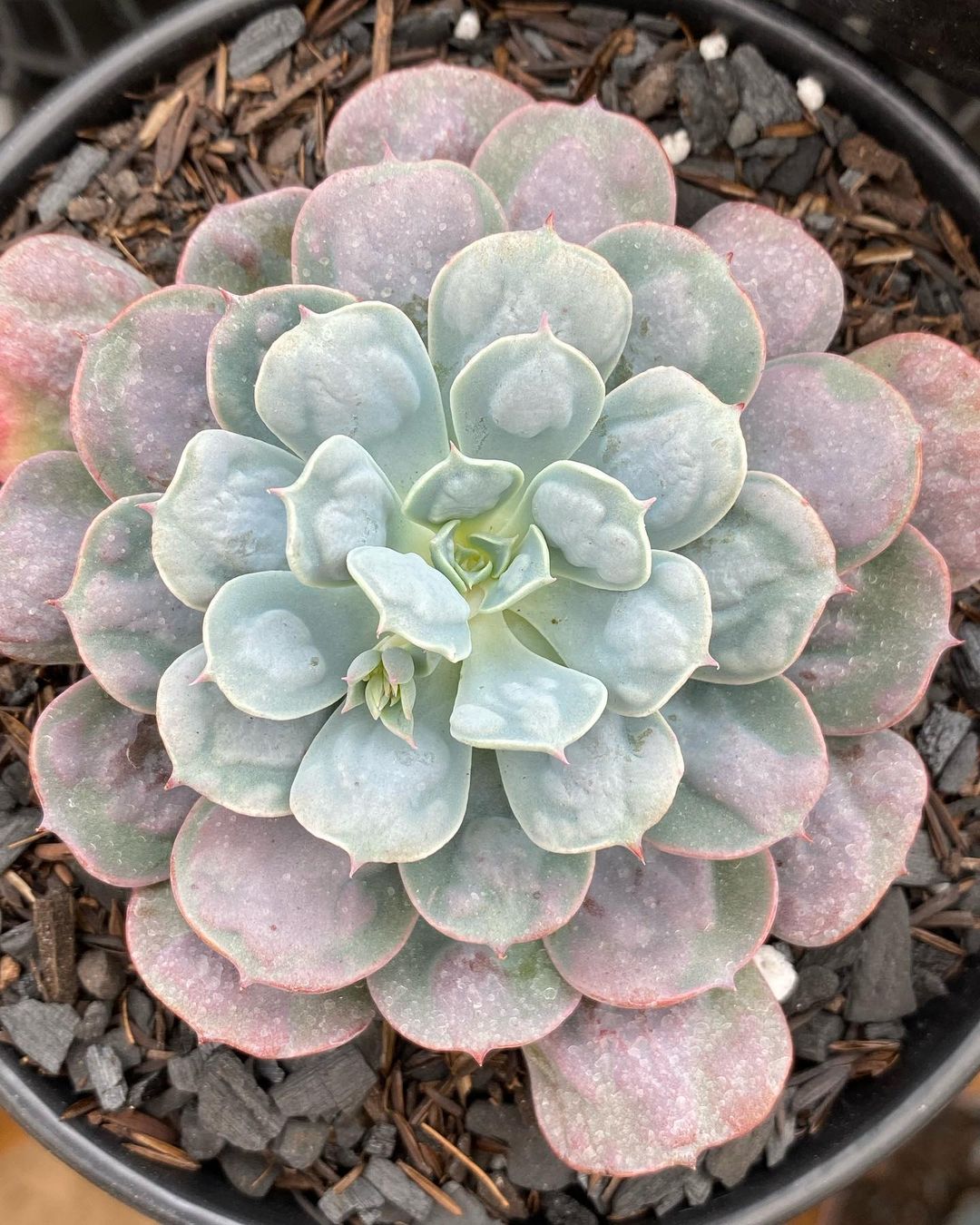 宝塔 Echeveria 'Pagoda'