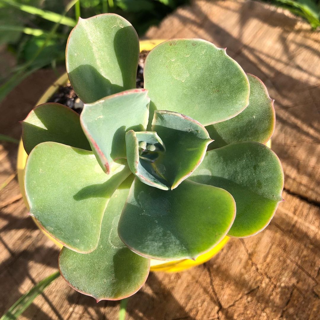宝塔 Echeveria 'Pagoda'