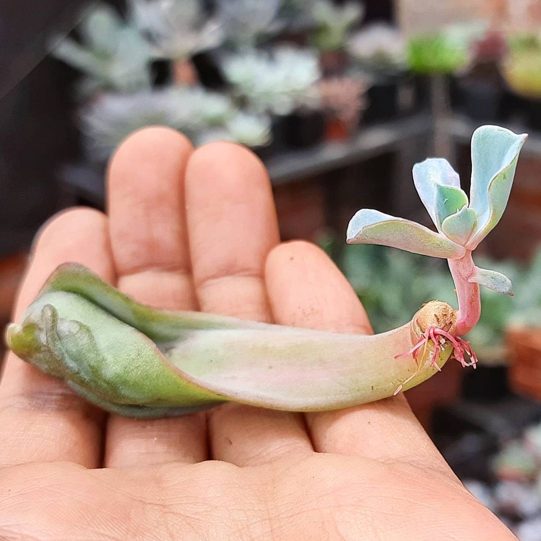 宝塔 Echeveria 'Pagoda'