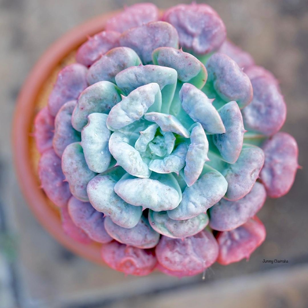 宝塔 Echeveria 'Pagoda'