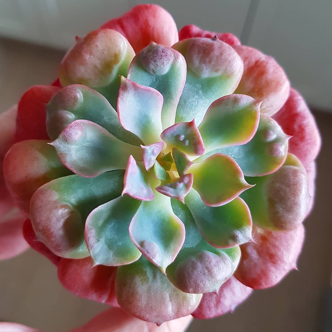 宝塔 Echeveria 'Pagoda'