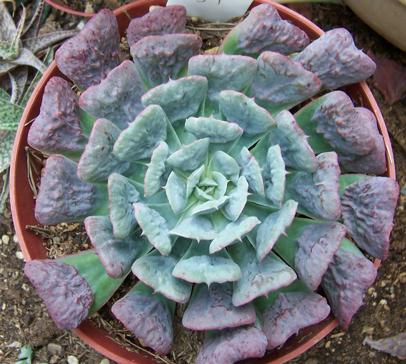 宝塔 Echeveria 'Pagoda'